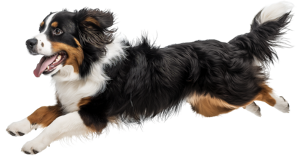 Bernese shepherd dog joyfully jumping in a sunny park during an afternoon play session