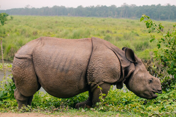 Fototapeta premium Rhino eating in Sauraha village, Chitwan, Nepal