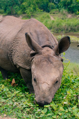 Fototapeta premium Rhino eating in Sauraha village, Chitwan, Nepal