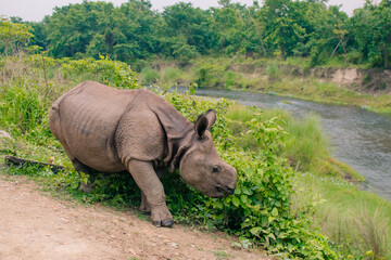 Obraz premium Rhino eating in Sauraha village, Chitwan, Nepal
