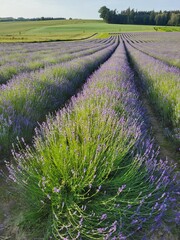 Obraz premium lavender field in region