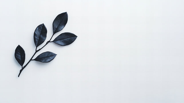 Aesthetic monochrome display of a delicate black leaf branch in a minimalist setting clean theme nature focused close-up view