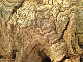 Rootstock grain - In the area of the rootstock, the grain patterns are uniquely arranged in a wild manner. This section is highly prized and valuable in the realm of craftsmanship.