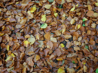 Autumn leaves - Autumn leaves, gold, brown and yellow form a colorful carpet on the forest floor. Nature photography is perfect for autumn decorations.