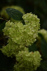 Blooming hydrangea lime green flowers closeup, slective focus, bokeh background.