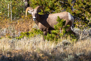 Bighorn Sheep in Wyoming Mountains