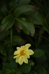 Yellow single dahlia flower on green garden background.