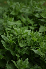 New Zealand spinach plant closeup, spinach green leaves closeup, selective focus, spinach background or texture,, heirloom plant.