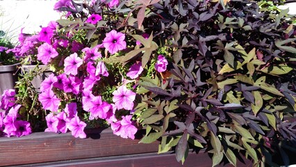 beautiful combination of petunia and sweet potato