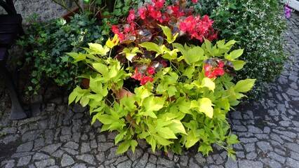red and green leaves