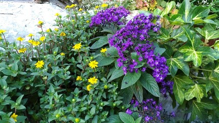 flowers in the garden