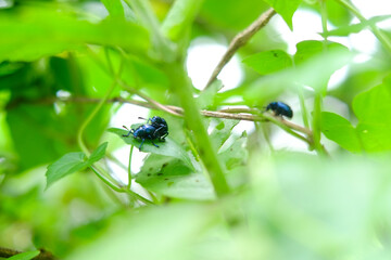 Beetles are mating on green leaves 