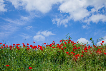 poppy field and sky