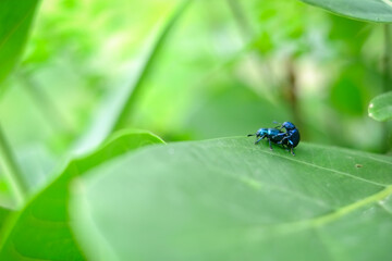 Beetles are mating on green leaves 