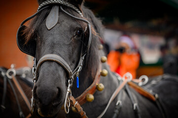 Close-up of a black horse adorned with an intricate harness, showcasing detailed bridlework, leather, and golden ornaments against a lively backdrop of blurred figures and warm colors.