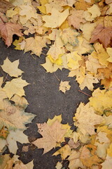 Autumn leaves on maple trees Foliage in park in sun. Natural autumn background. Foliage, falling leaves. Autumn leaf. Autumn mood. seasonal fall of foliage from maple and oak. yellow and orange trees