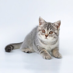Obraz premium Cute Grey Kitten British Shorthair Cat Close-up Stock Photo with White Background
