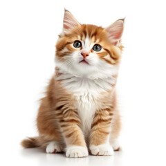 Cute Adorable Orange and White Kitten Cat with Transparent White Background