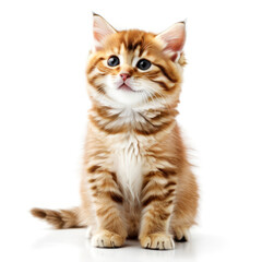 Fototapeta premium Cute Adorable Orange and White Kitten Cat with Transparent White Background
