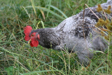 rooster in a field