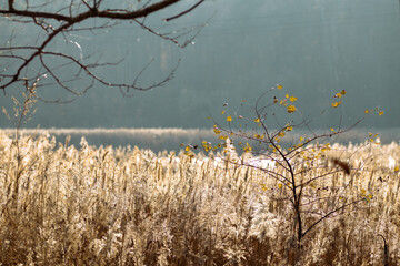 Thick dry reeds on a foggy lake on a sunny day
