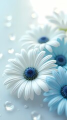 Obraz premium White and blue daisies on a white background with shiny glitter water drops, close-up shot
