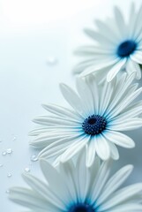 Obraz premium White and blue daisies on a white background with shiny glitter water drops, close-up shot
