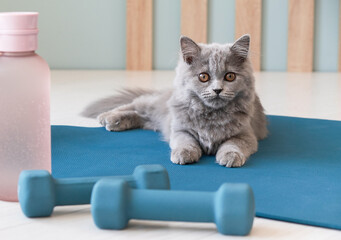 home exercise with the use of dumbbells. Cat sitting at dumbbells. Pets during home exercises