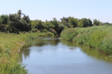 Quiet river in the middle of the forest