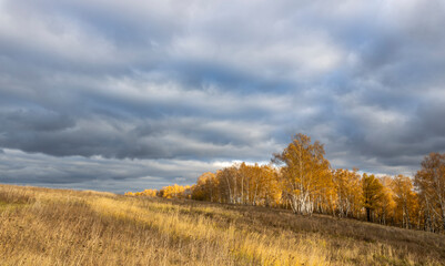 Fototapeta premium A field of tall grass with a cloudy sky in the background