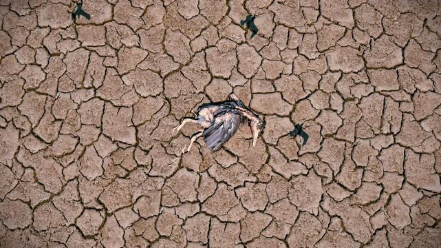 The shadows of hunger-driven birds circling over the body of a bird that died due to drought from climate change.