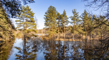 Serene forest scene with a lake in the background