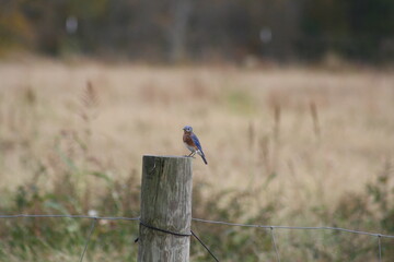 blue bird on a fence post