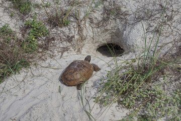 Gopher Tortoise, Turtle, making its way across a sandy landscape to it's home, a burrow in the sand.