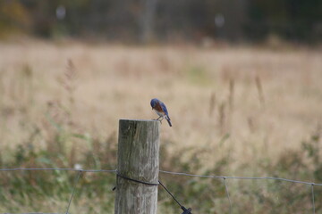 blue bird on a fence post