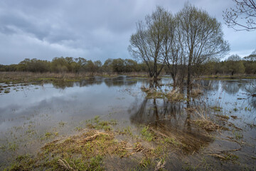 Wet field with trees and water