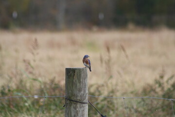 Blue bird on a fence post