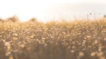 Obraz premium Golden Hour Field Of Wildflowers Softly Lit By Sunset