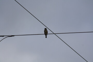 bird on a wire