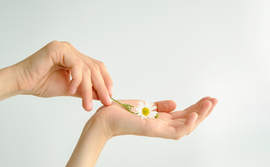 Fashion hand art chamomile natural cosmetics women, white beautiful chamomile flowers hand with bright contrast makeup, hand care
