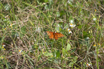 Orange Butterfly that has been battered by the wind.  Torn wings.  Perseverance in the face of challenges.