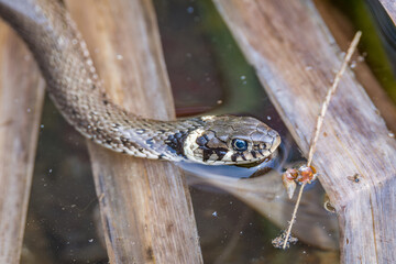 Ringelnatter Schlange schwimmt im Wasser in einem Teich im Wald bei Sonnenschein im Sommer,...
