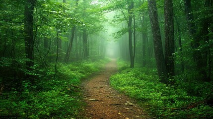 Obraz premium Serene Forest Pathway Surrounded by Lush Green Trees and Misty Atmosphere Perfect for Nature Lovers Seeking Tranquility and Adventure in the Wilderness