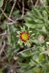 Resilient Firewheel Flower Growing on Windswept Ocean Dunes