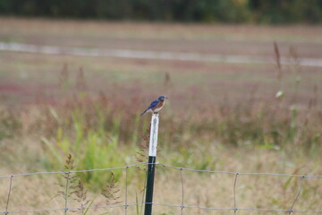 Bluejay sitting on a fence post