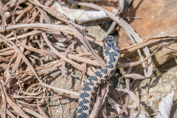 Kreuzotter Schlange auf Boden im Gras mit Laub und Blätter im Wald bei Sonnenschein im Sommer, Deutschland