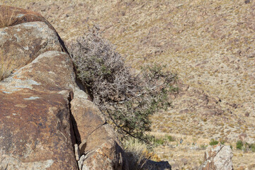 Euphorbia misera is a semi-succulent shrub in the genus Euphorbia also known as the cliff spurge or...