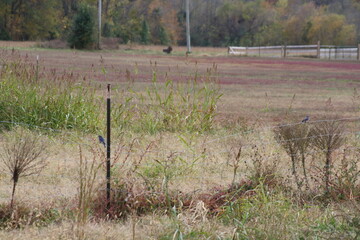 blue jays on a fence