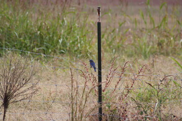blue jays on a fence