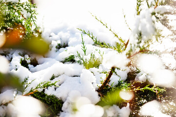 Close-up of green tree branches with snow and light bokeh 